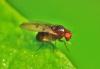 Drosophila sp.